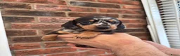 Miniature Dachshund dogs for sale: Beautiful KC true to breed miniature dachshunds   - Advert 2