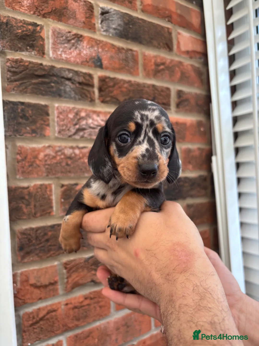 Miniature Dachshund dogs for sale: Beautiful KC true to breed miniature dachshunds   - Advert 2