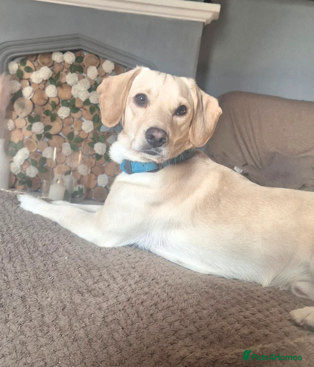 Jack Russell dogs for stud: Jack russel x Cavalier for Stud - Advert 2