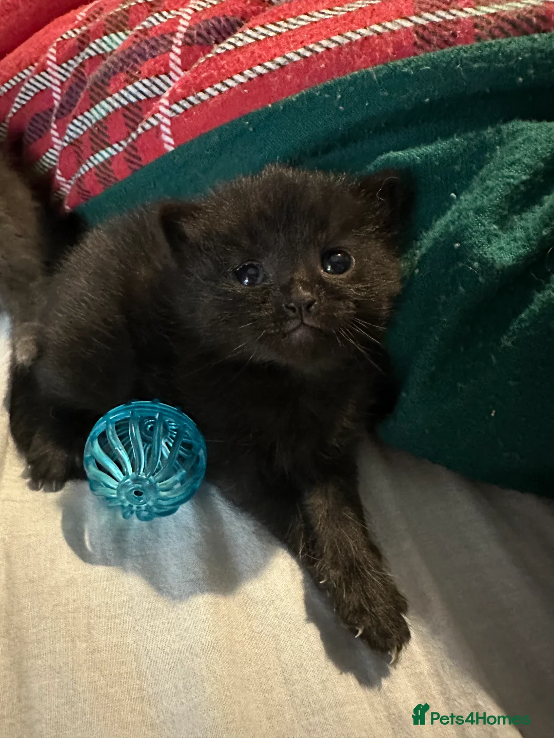 Mixed Breed cats for sale: BEAUTIFUL KITTEN.Maine coon/crossed  - Advert 4