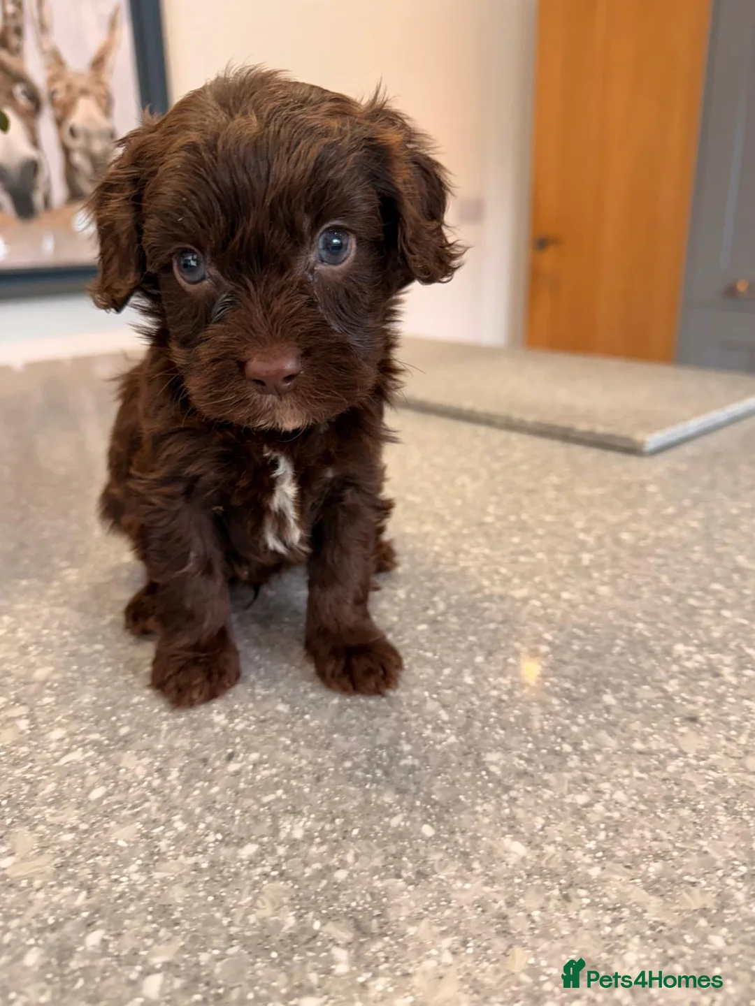 Cavapoo dogs for sale: Stunning Merle Cavapoo Puppies - Advert 1