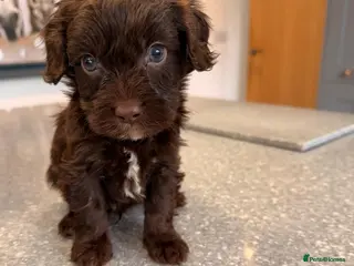 Cavapoo dogs Stunning Merle Cockapoo Puppies - Advert 16