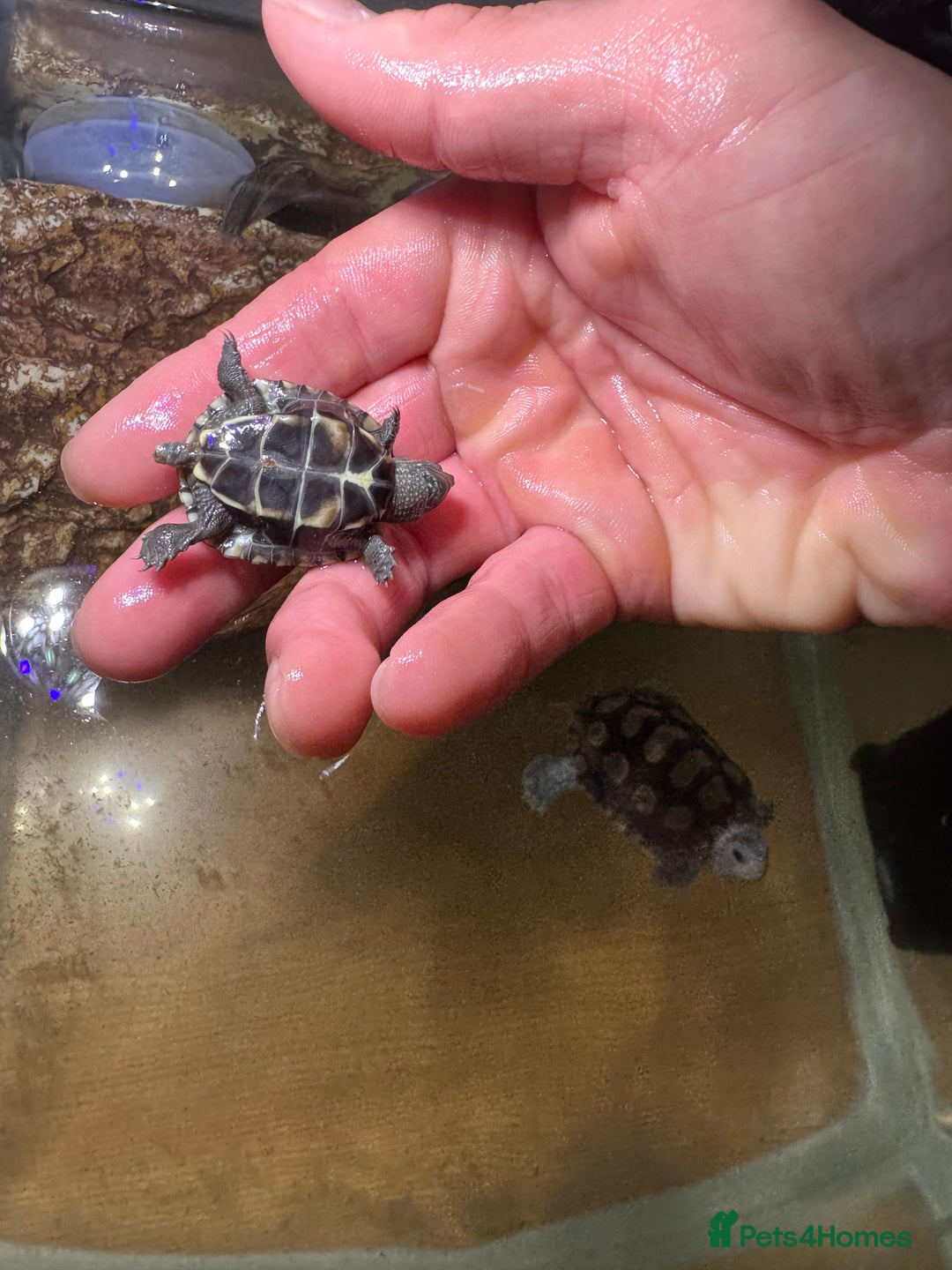 Turtle reptiles for sale: tuetles  - Advert 10