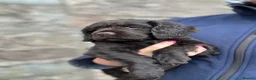 Cocker Spaniel dogs for sale: Fabulous working cocker spaniel - Advert 7