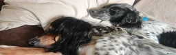 English Setter dogs for adoption: Zeus  - Advert 10