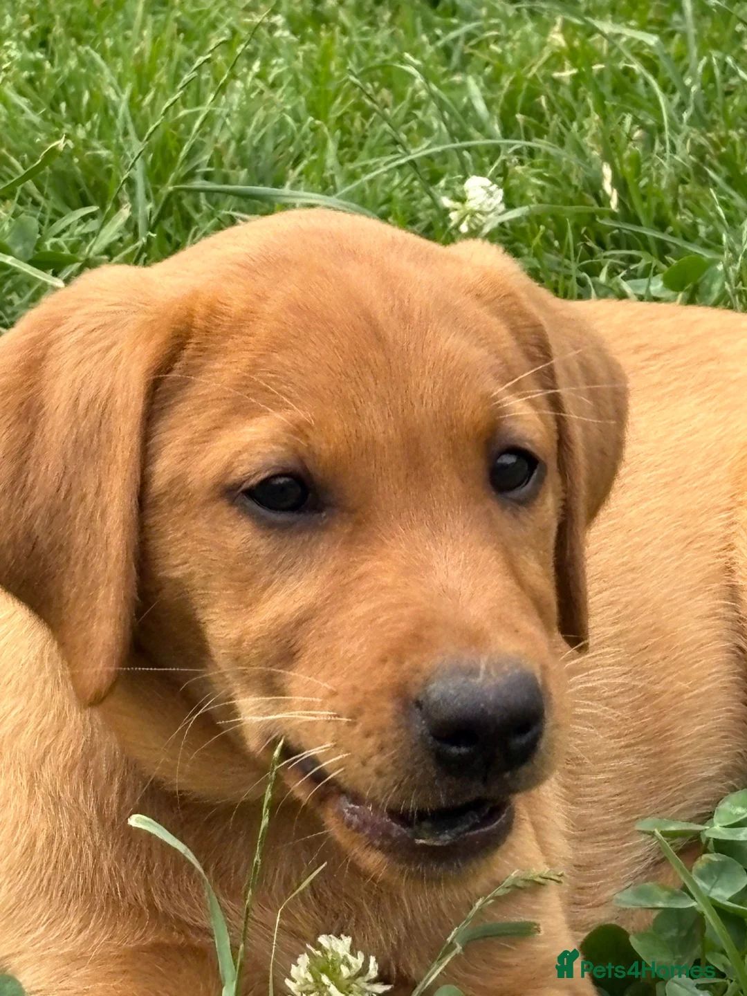 Labrador Retriever dogs for sale: 2 Girls available  - Advert 1