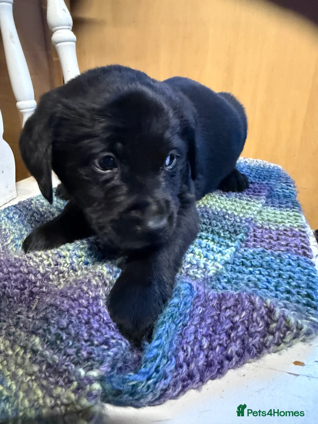 Labrador Retriever dogs for sale: 4 stunning black lab puppies - Advert 6