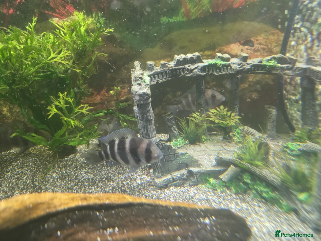 Cichlids fish for sale: 5 x frontosas with tank and full set up - Advert 1