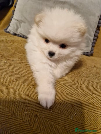 Pomeranian dogs - Advert 2