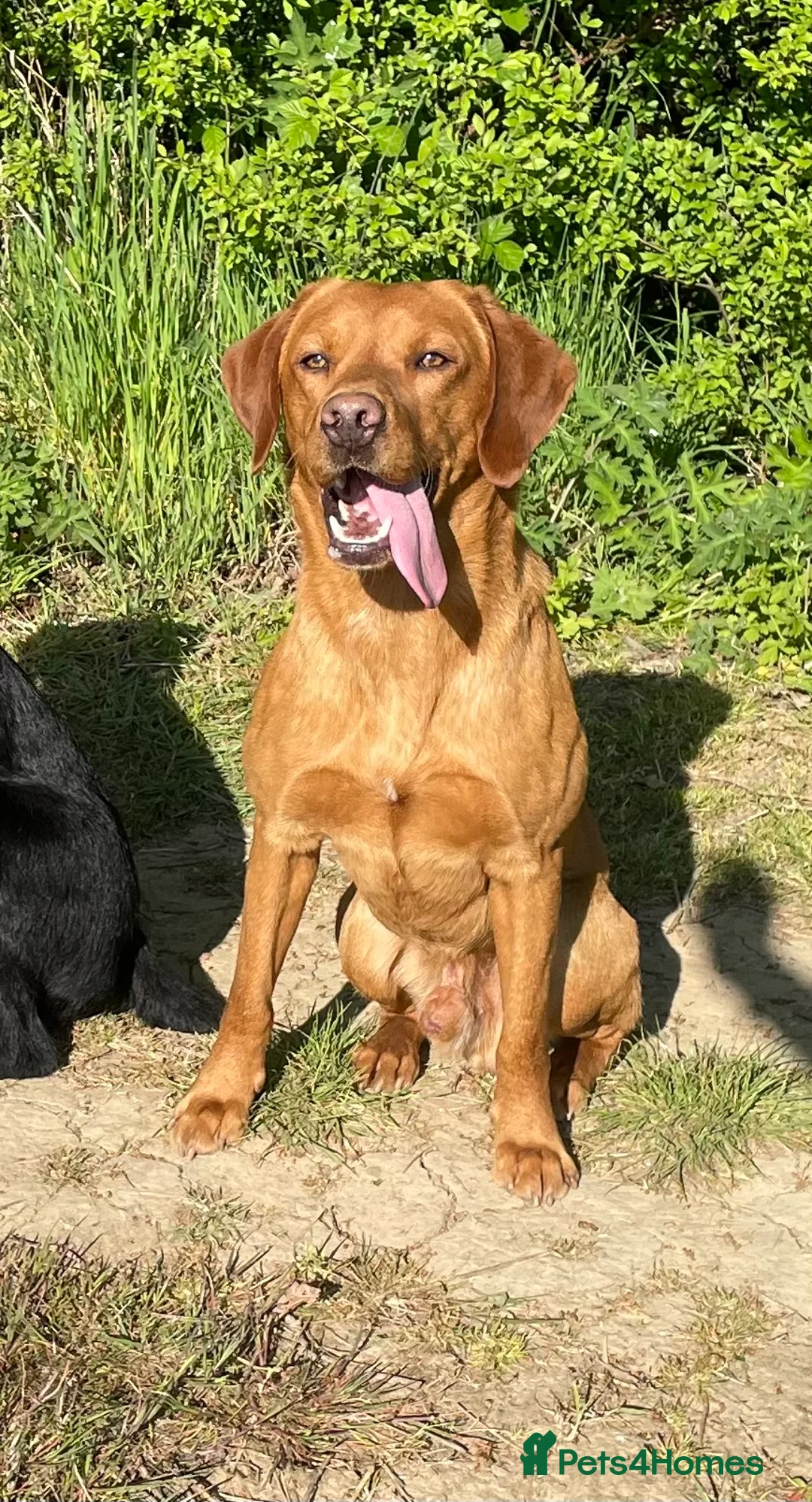 Labrador Retriever dogs for stud: Working Fox Red Labrador for Stud - Advert 1