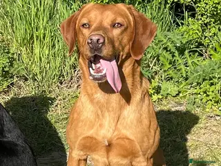Labrador Retriever dogs Working Fox Red Labrador for Stud - Advert 1