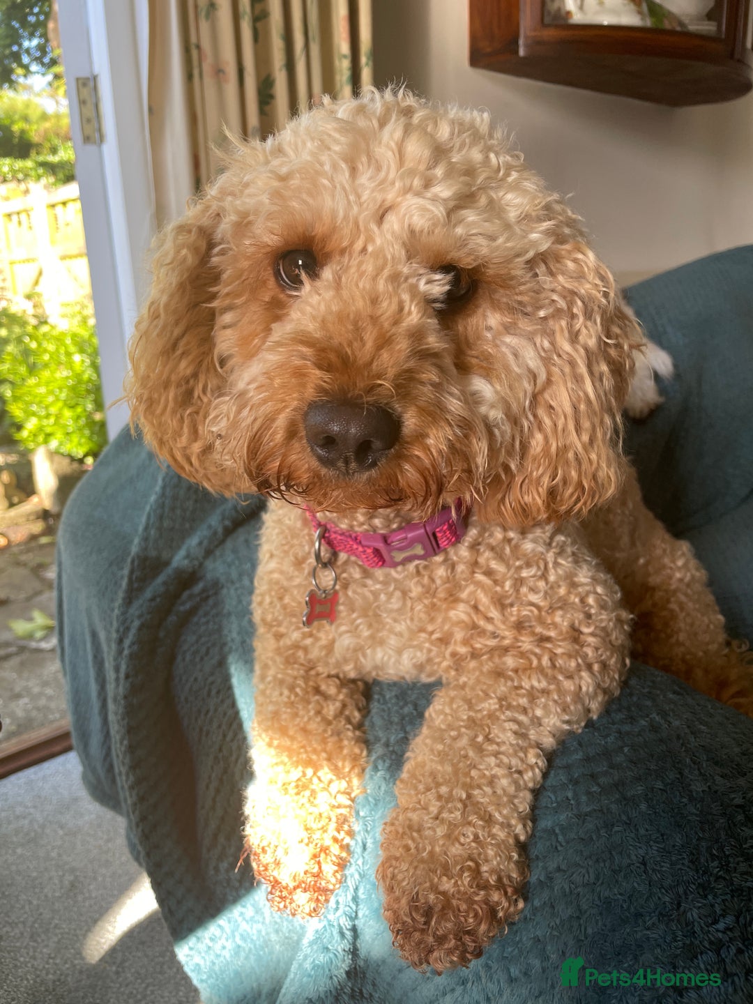 Cavachon dogs for adoption: Cavapoochon - Advert 3