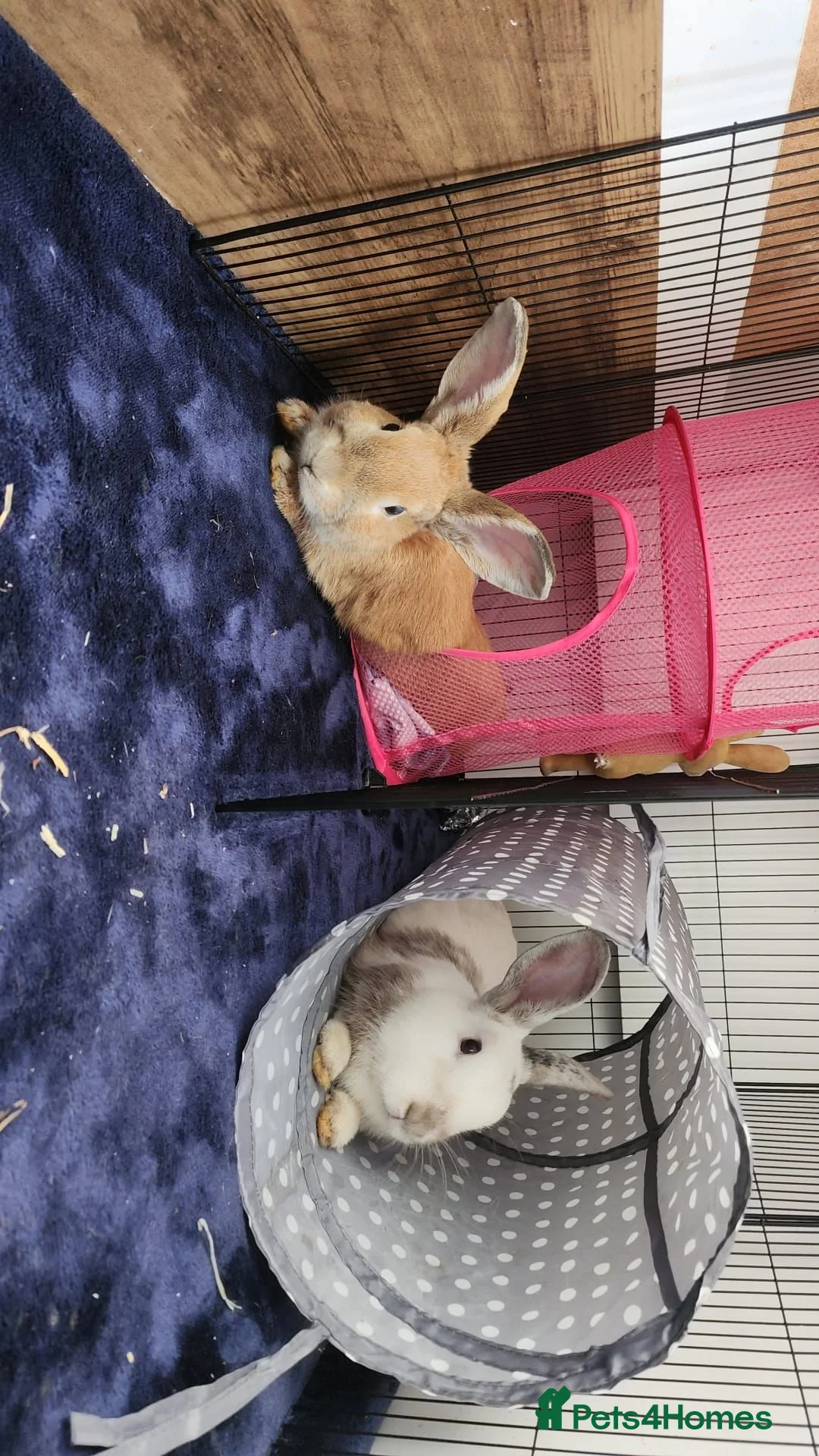 Mixed Breed rabbits for sale: Bambi and thumper in Manchester - Advert 2