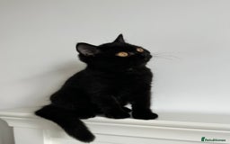 British Shorthair cats for sale: Ready🏡British Shorthair Chuky Kittens - Image 5