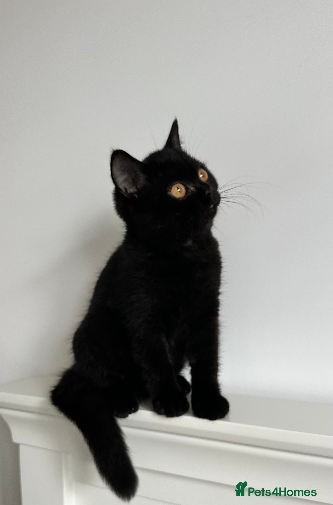 British Shorthair cats for sale: Ready🏡British Shorthair Chuky Kittens - Image 5