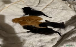 Mixed Breed cats for sale: Kittens for sale - Image 8