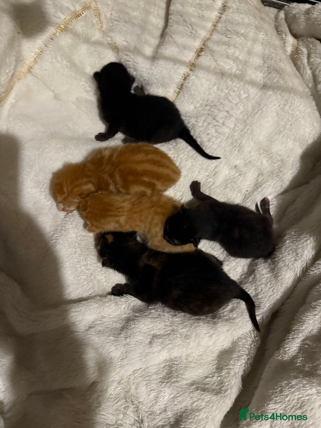 Mixed Breed cats for sale: Kittens for sale - Image 8