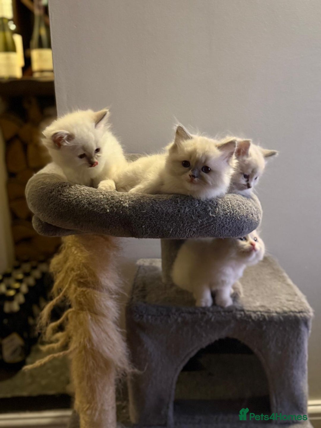 Ragdoll cats for sale: Ragdoll Kittens Available January 2026 - Advert 9