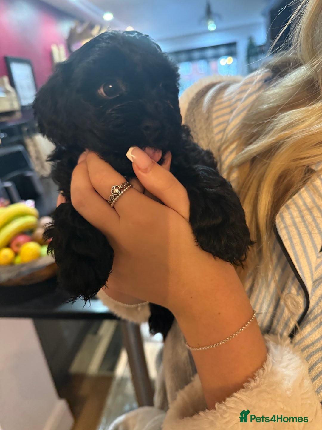 Shihpoo dogs for sale: BEAUTIFUL SHIHPOO PUPPIES - Advert 5