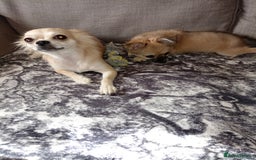 Chihuahua dogs for sale: Pure Chihuahua boy  - Image 3