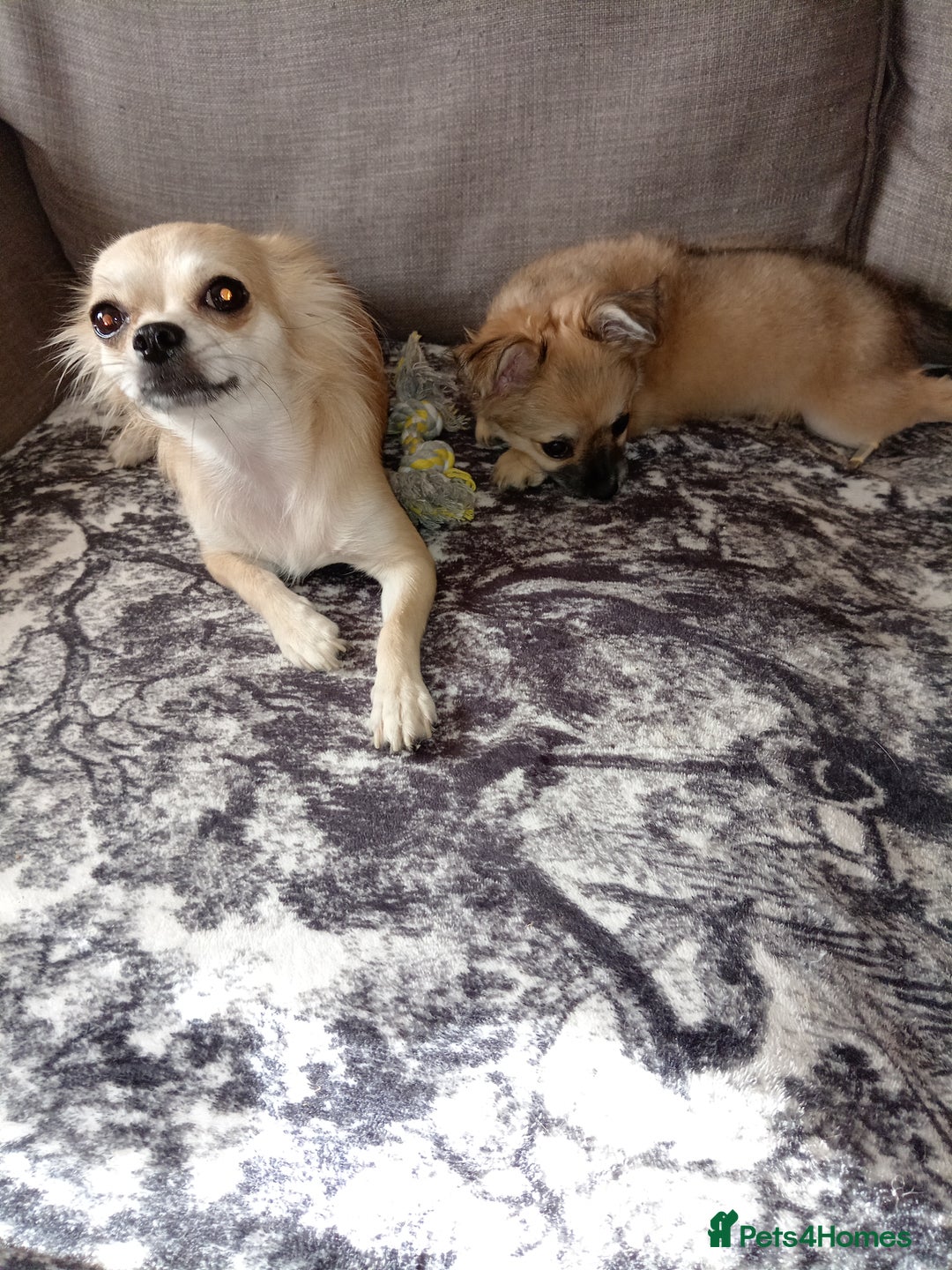 Chihuahua dogs for sale: Pure Chihuahua boy  - Image 3