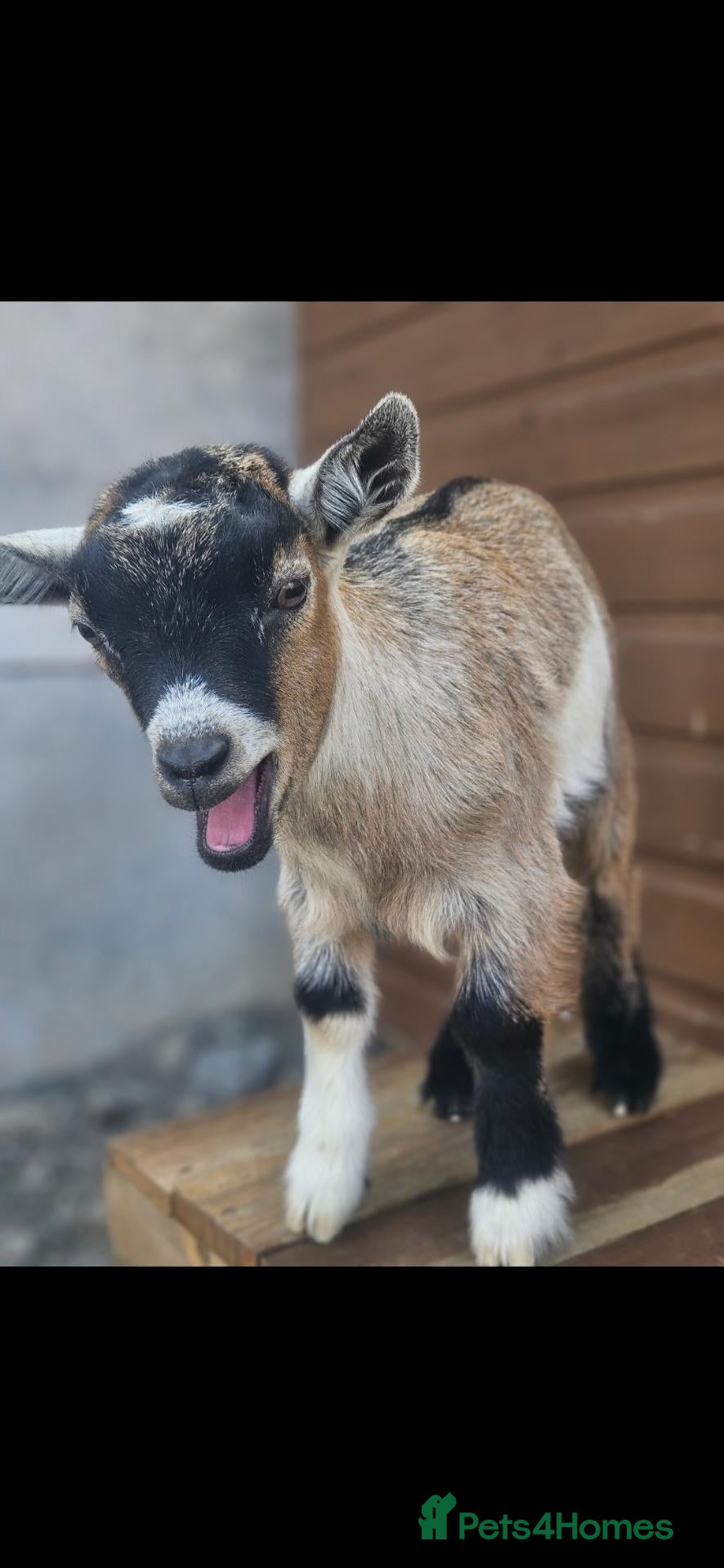Goats livestock for sale: Pygmy kids  - Advert 1