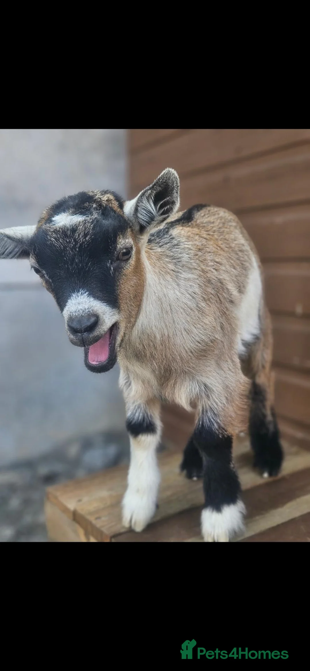 Goats livestock for sale: Pygmy kids  - Advert 1