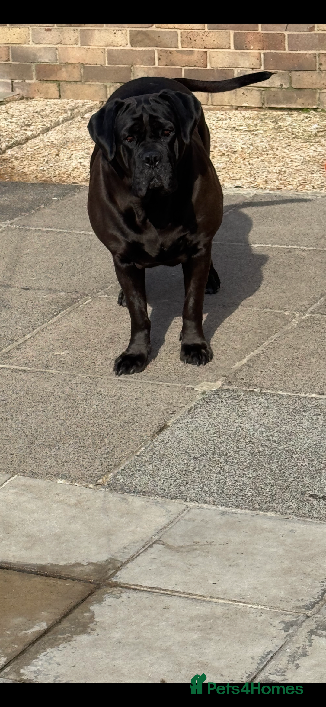 Mixed Breed dogs for sale: Nellie - Image 2