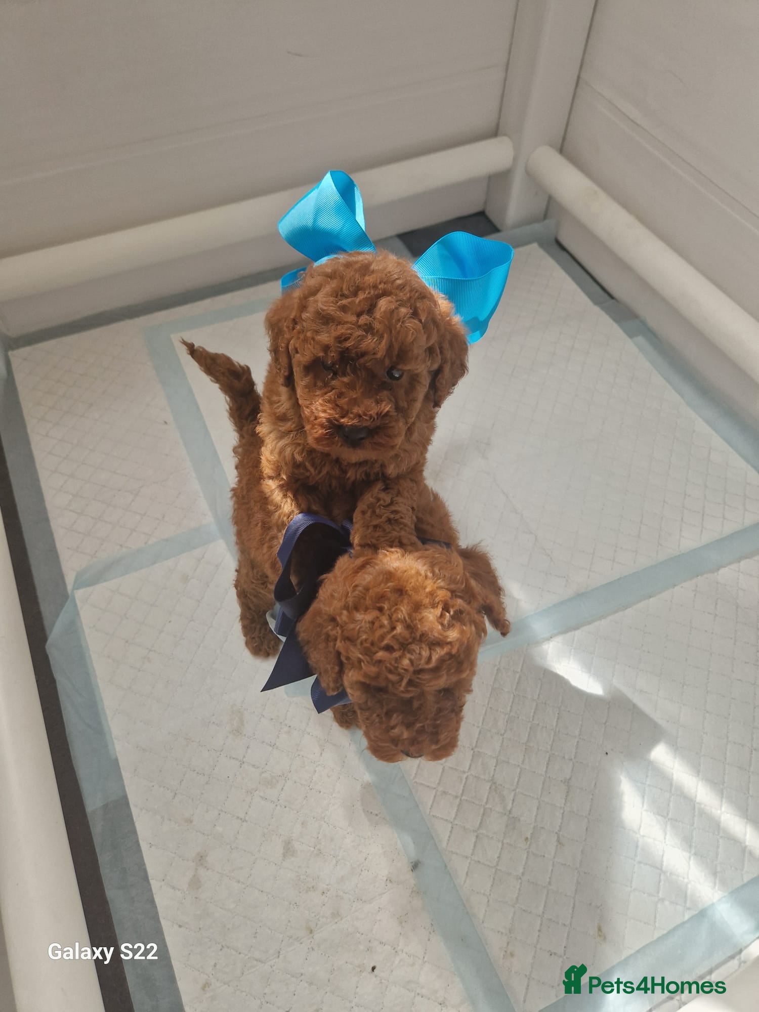 Miniature Poodle dogs for sale: Miniature  Poodle  in Wigan - Advert 5