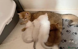 British Shorthair cats for sale: Britiah shorthair last girl available - Image 9