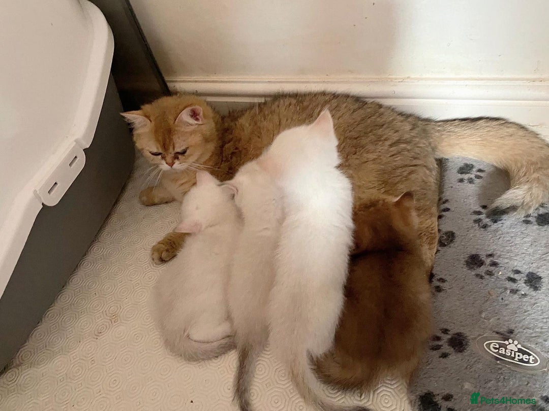 British Shorthair cats for sale: Britiah shorthair last girl available - Image 9