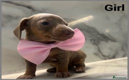 Dachshund dogs for sale: Dutch hound Puppys Miniature - Image 7