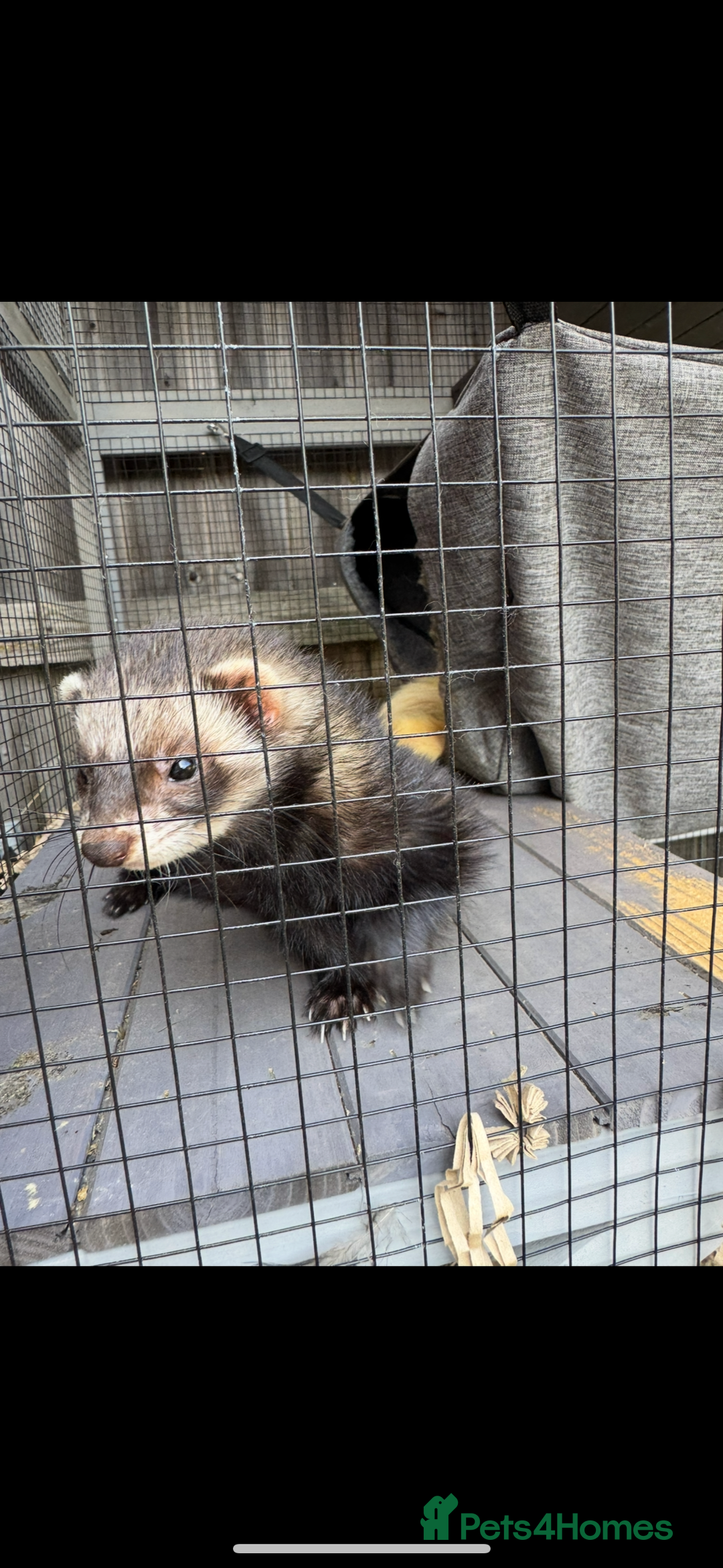 Ferret rodents for sale: 3 ferrets with enclosure  - Advert 3