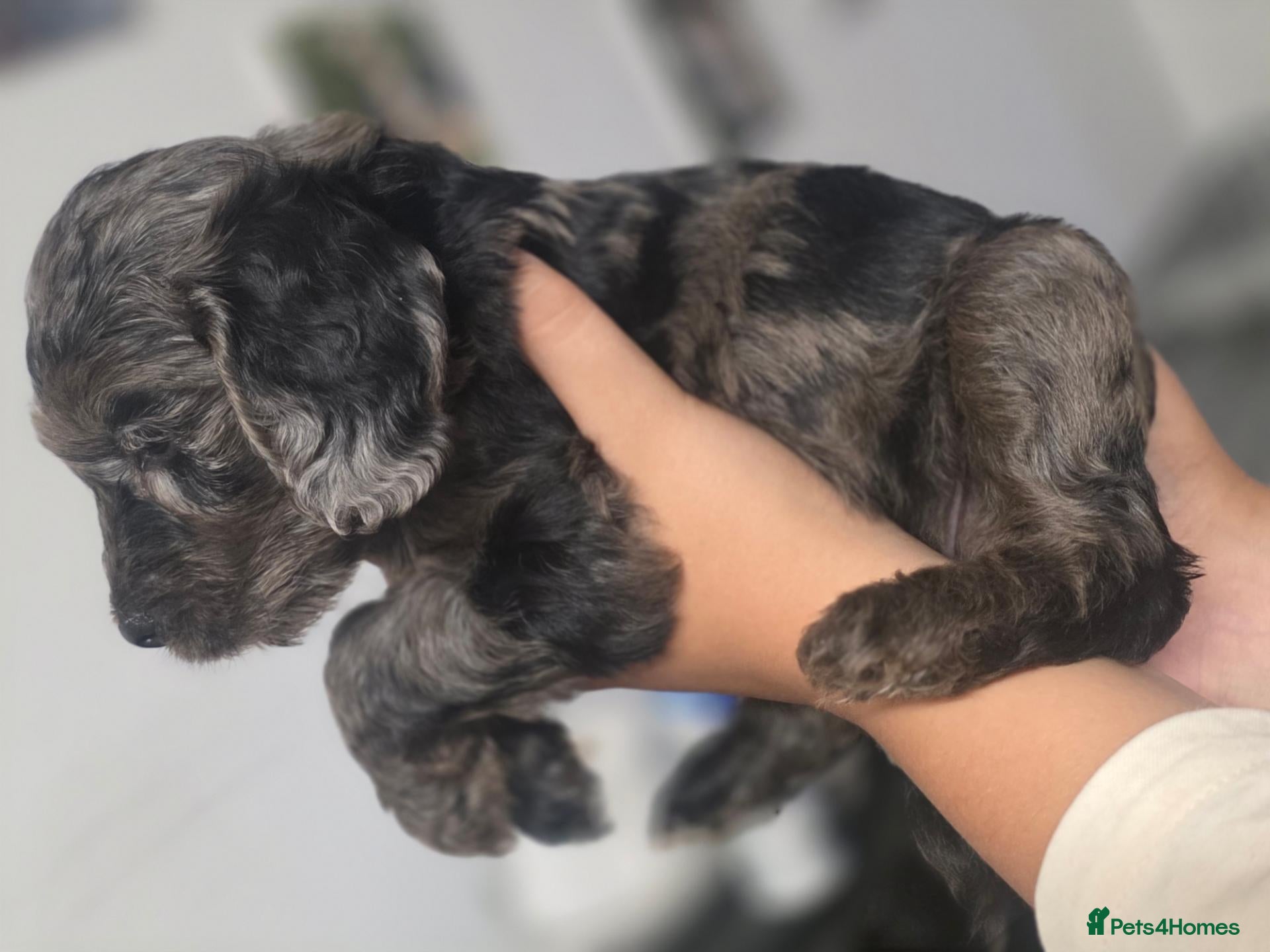 Cockapoo dogs Cockapoo puppies  - Advert 2