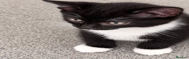 Theo (can be changed by new owners)