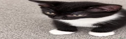 Mixed Breed cats for sale: Beautiful fluffy tuxedo kittens available now - Advert 16