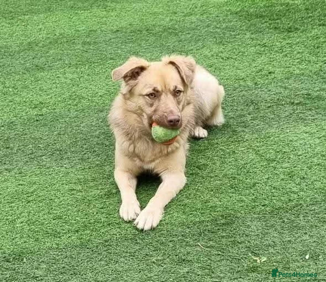 Mixed Breed dogs for adoption: Meet Cassie, currently residing in Surrey - Advert 2