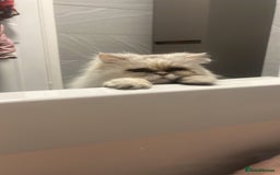 Mixed Breed cats for sale: Family pet  - Image 4