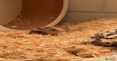 Hamster rodents - Advert 3