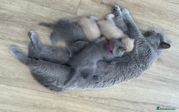 British Shorthair cats for sale: GCCF Registered British Shorthair kittens  - Image 16