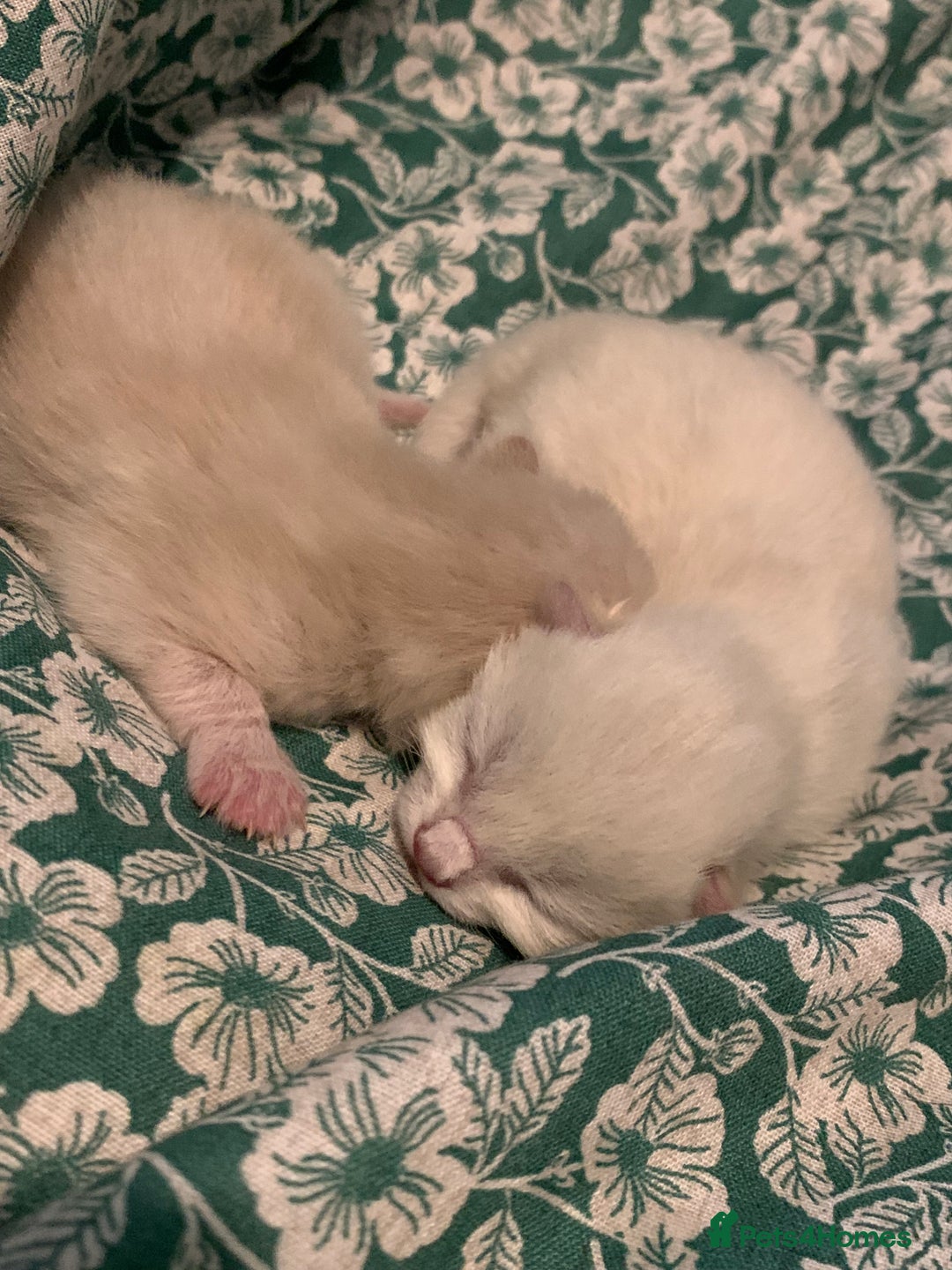 Siamese cats for sale: 🐾✨ White Siamese Maggir Became a Mum! ✨🐾 - Image 8