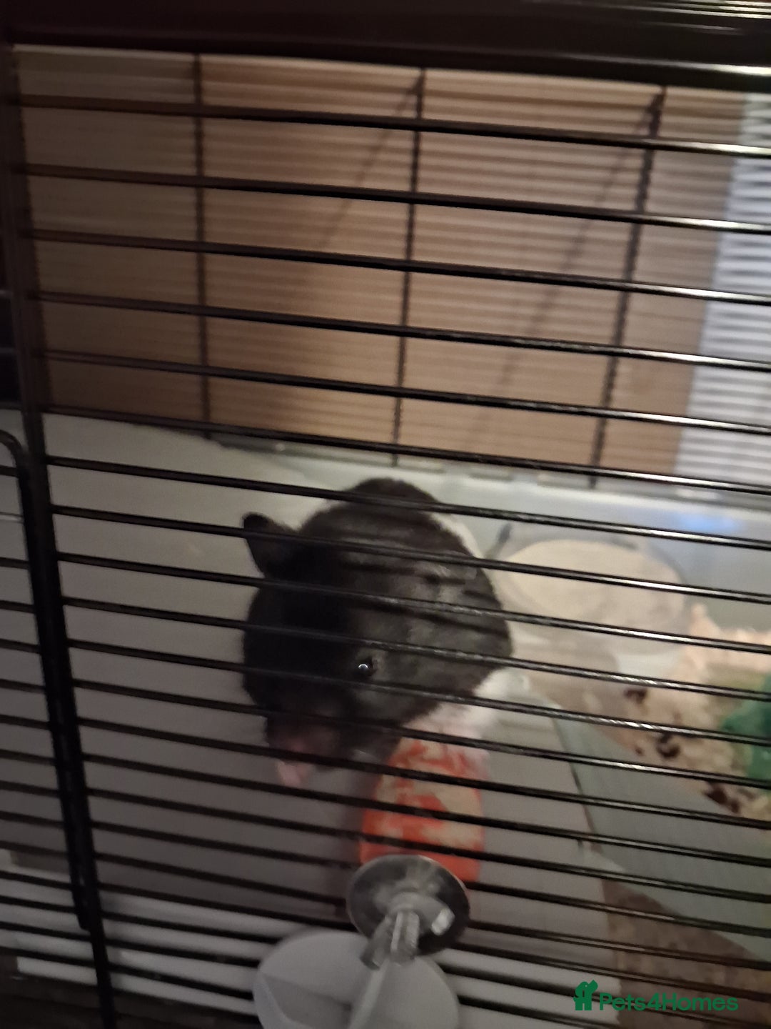 Hamster rodents for sale: 1 male syrian hamster - Advert 1