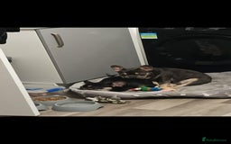 French Bulldog dogs for sale: French Bulldogs  - Image 3