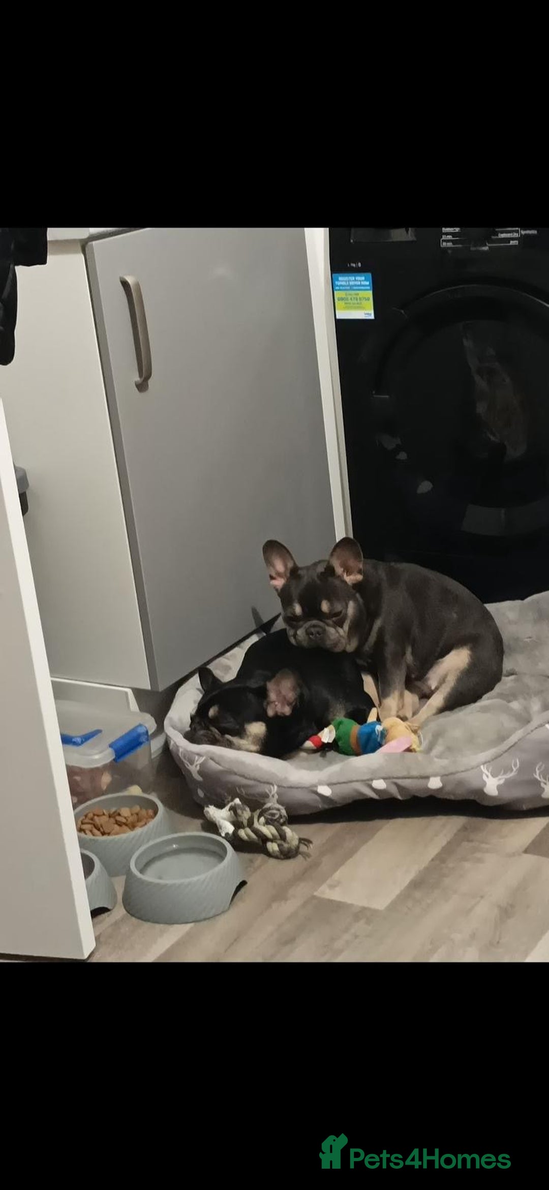 French Bulldog dogs for sale: French Bulldogs  - Image 3