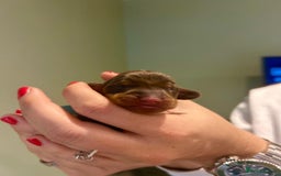 Dachshund dogs for sale: 9 Standard Dachshund Puppies KC Registered  - Image 10