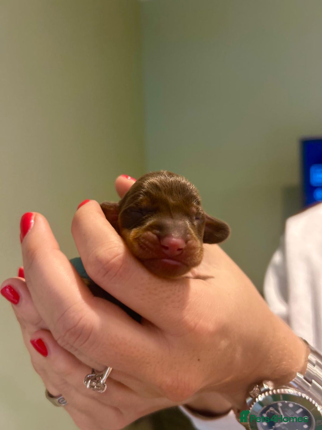 Dachshund dogs for sale: 9 Standard Dachshund Puppies KC Registered  - Image 10
