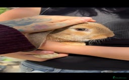 French Lop rabbits for sale: 2 x beautiful french lop male rabbits  - Image 3
