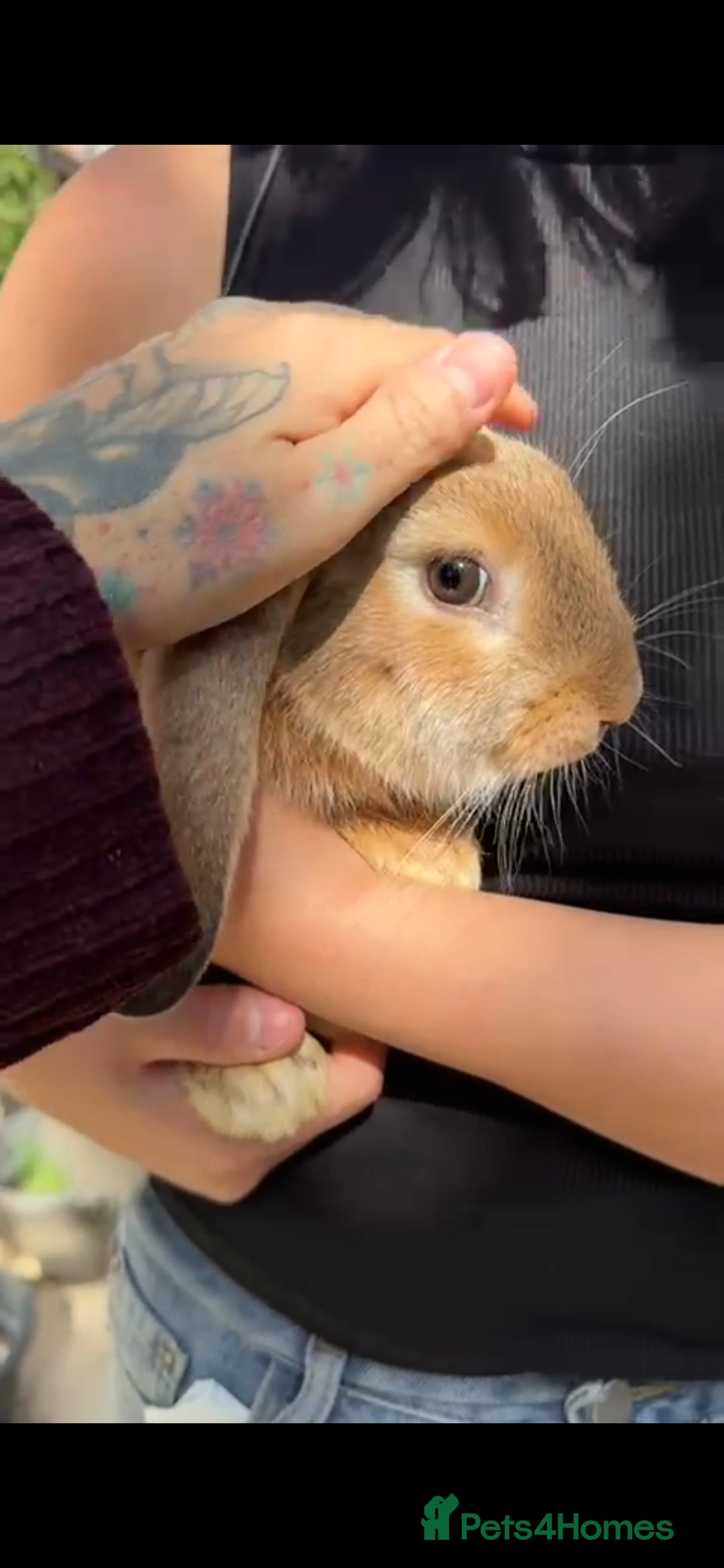 French Lop rabbits for sale: 2 x beautiful french lop male rabbits  - Image 3