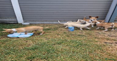Chihuahua dogs - Advert 9
