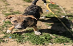 Mixed Breed dogs for adoption: Mac is looking for a family with another dog! - Image 8